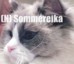 No*Sommereika ragdoll oppdrett
